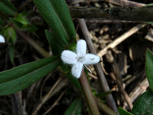 {Diodia virginiana}